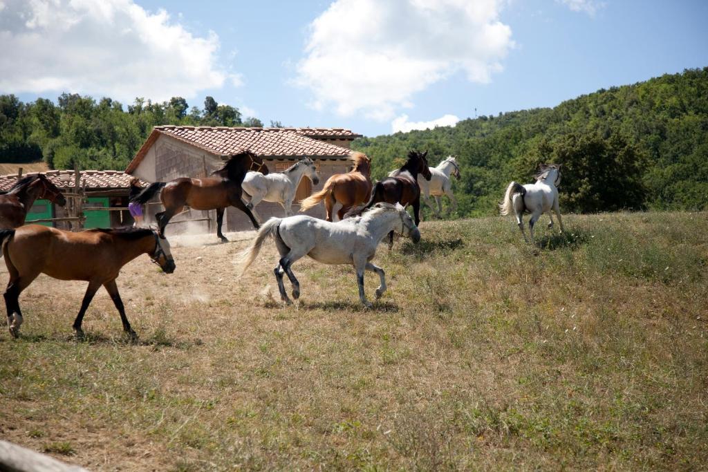 Podere Tre Mulini Casole dʼElsa Esterno foto